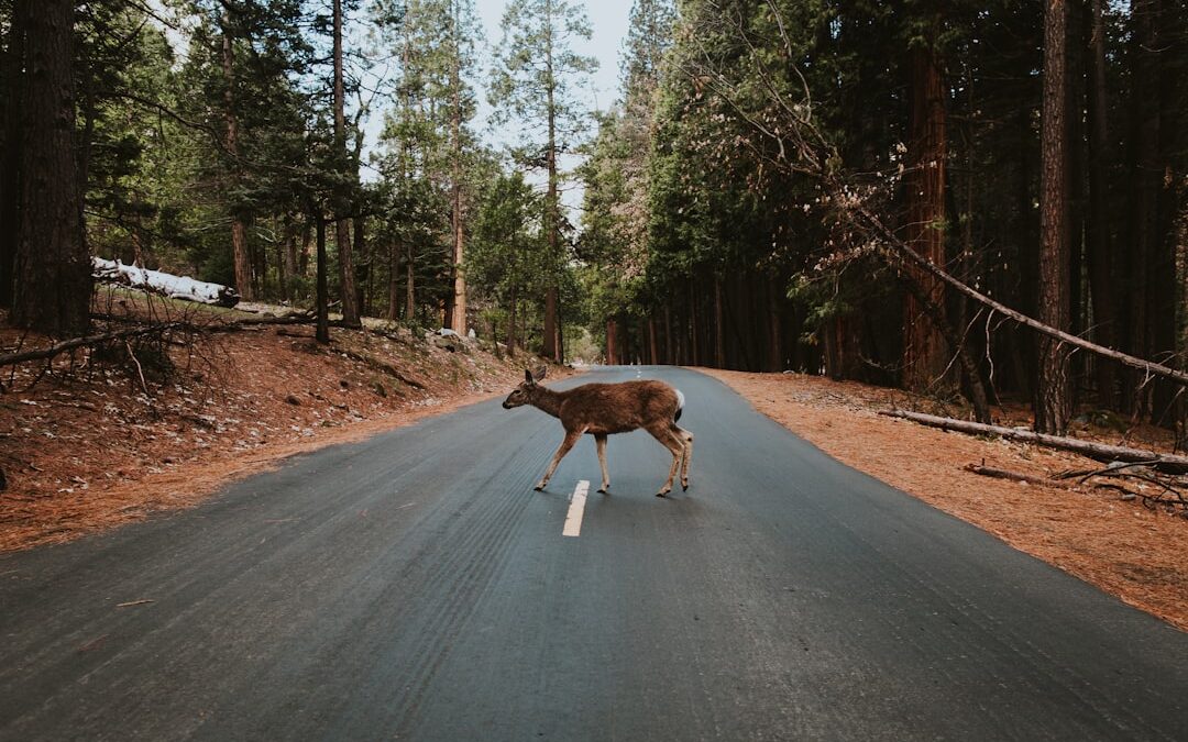 Deer Accidents: Understanding Your Insurance Coverage