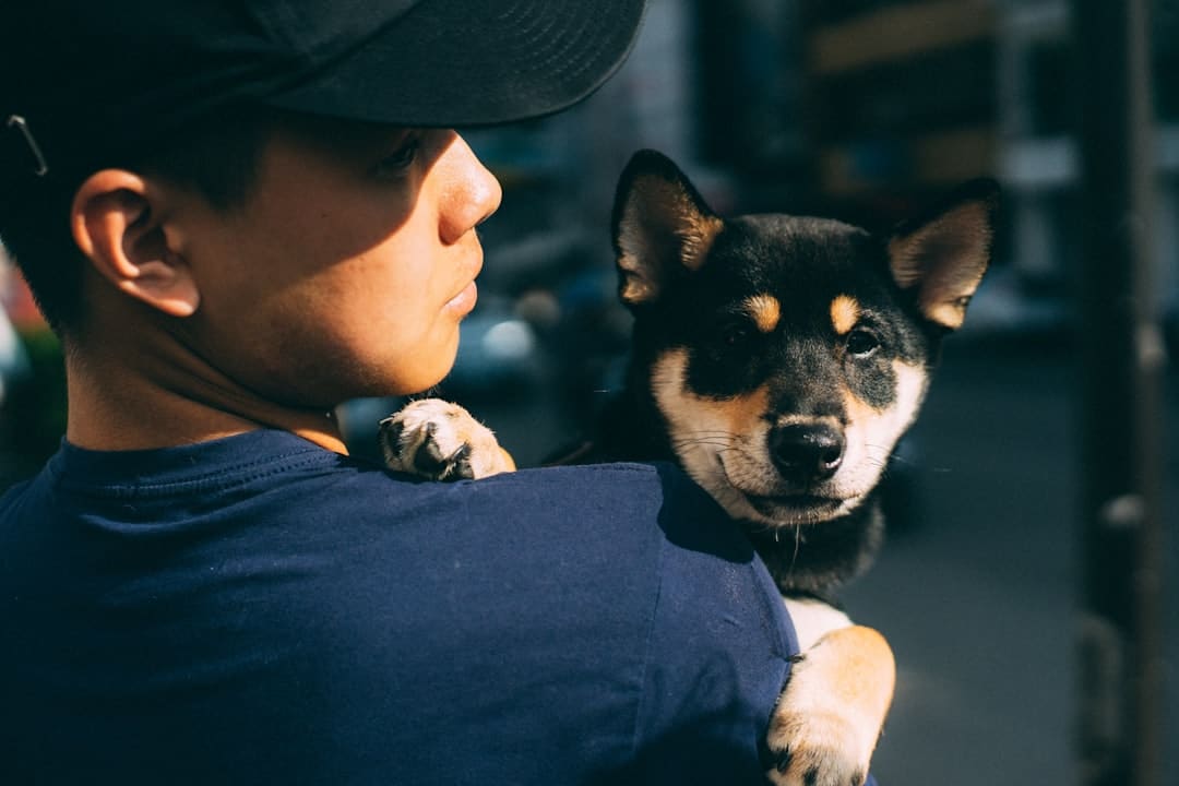 Pawsitively Covered: Your Guide to Pet Insurance Plans