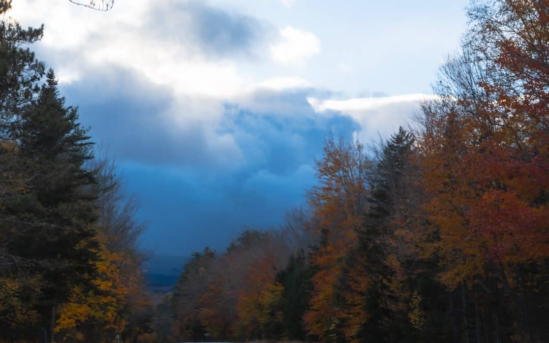 NH Car Insurance Costs: Is Your Premium Living Free or Dying?