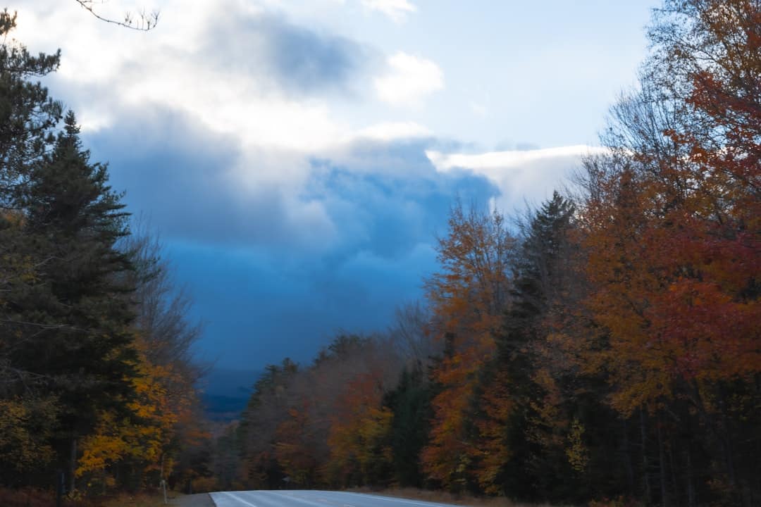 NH Car Insurance Costs: Is Your Premium Living Free or Dying?