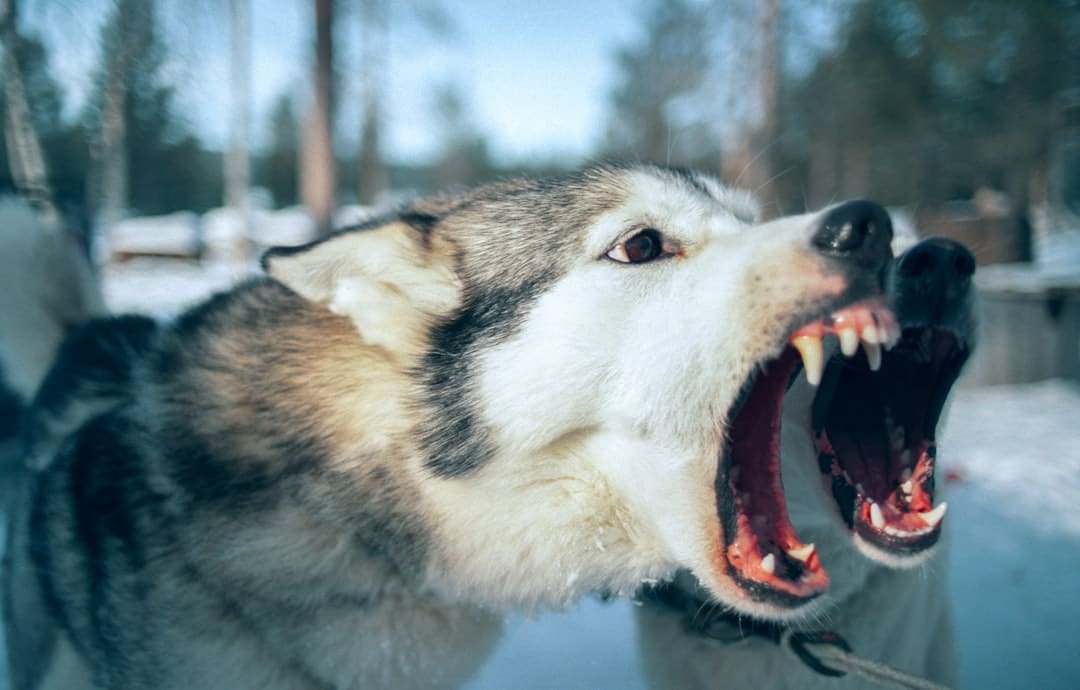 When Fido Bites: How Homeowners Insurance Protects You When Fido Bites: How Homeowners Insurance Protects You